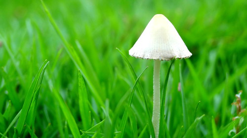 mushroom grass ilobsterit