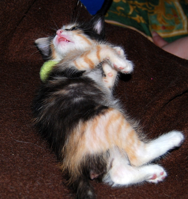 Kitty, exótica gatita tricolor de pelo semilargo, nacida en Abril´14, en adopción. Valencia. ADOPTADA. 14264290155_1fc23b4aff_z