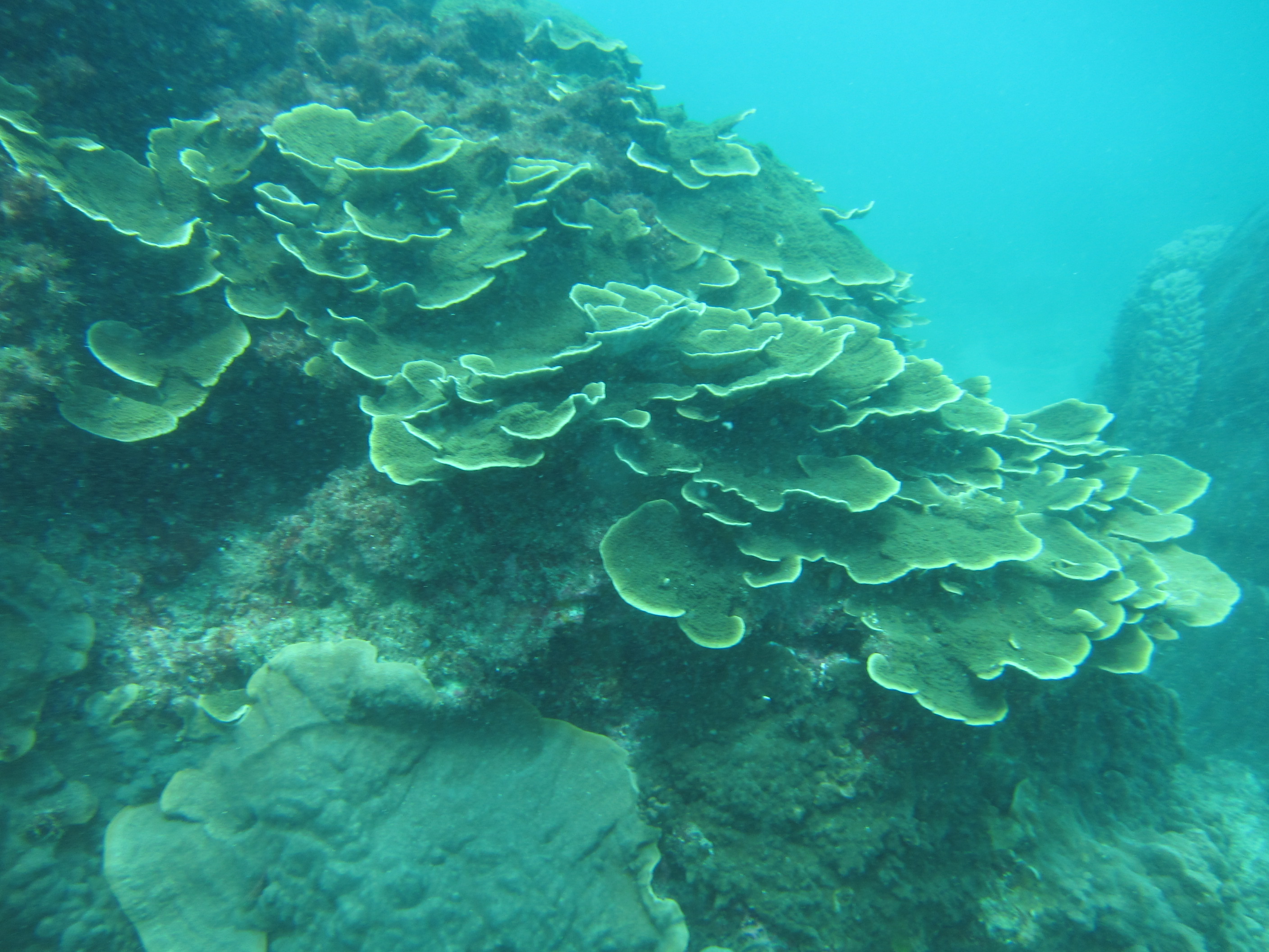 東西嶼坪珊瑚礁。