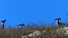 Beaucoup de mouflons sur les crêtes de Sierra Piana