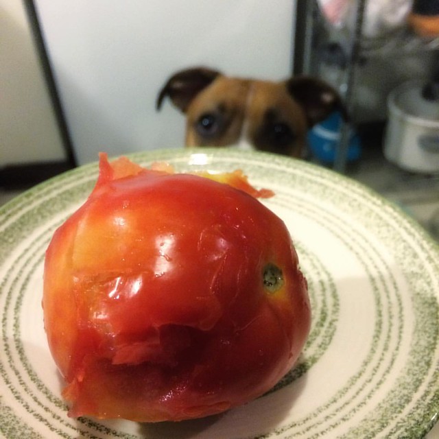 Thomas stole another tomato. Jerk.
