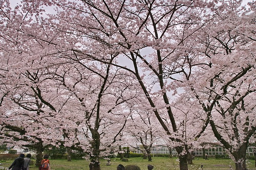 【写真】2013 桜 : 京都府立植物園/2020-12-16/IMGP9448