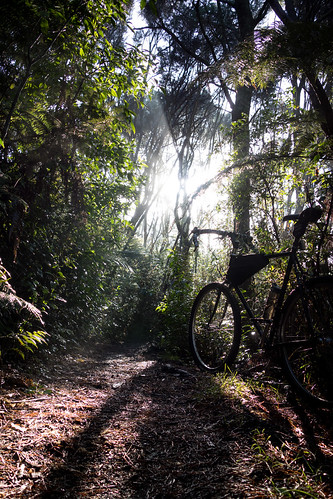 bike bicycle forest sunrise bush crosscheck rx100 monstercross moirepark sonycybershotdscrx100
