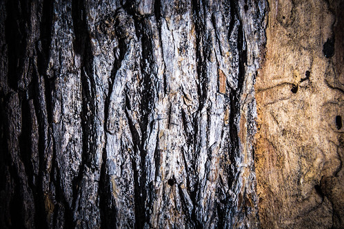 park wood old macro texas unitedstates flash bark settlers roundrock photogear oldsettlerspark