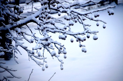 trees winter snow nature snowy sweetgum mygearandme jennypansing
