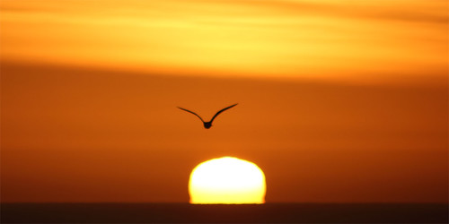 uk winter sky sun sunlight bird water sunshine silhouette sunrise seaside wings seagull scarborough northyorkshire tamron70300mm canoneos550d mygearandme mygearandmepremium anthonygoodall flickrstruereflection1 flickrstruereflection2 miracleconspiracy