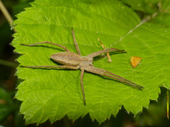 Nursery Web Spider (Pisaura mirabilis) - Photo of Mélagues