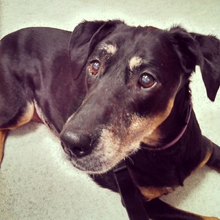 Lola waiting for her check up at the vet last night #dogstagram #dobermanmix #rescued #dobiemix #love
