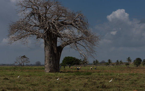 agriculture baobab kenya tree farming kilificounty ke