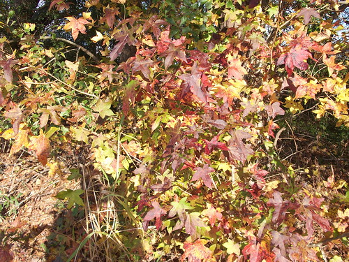 lumberton nc northcarolina robesoncounty northeastpark drraymondbpenningtonathleticcomplex citypark park autumn fall
