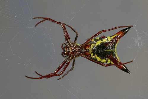 arthropoda spider arachnida araneae araneidae micrathena micrathenasagittata arrowshapedmicrathena northcarolina piedmont macromondays arrow explore