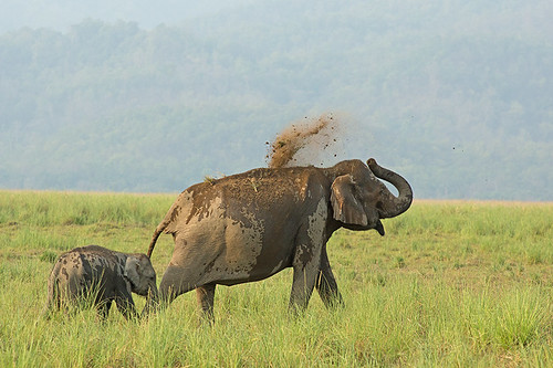 elephant elephants grasslands corbett mudbath jimcorbett dhikala elephantcalf jimcorbettnationalpark