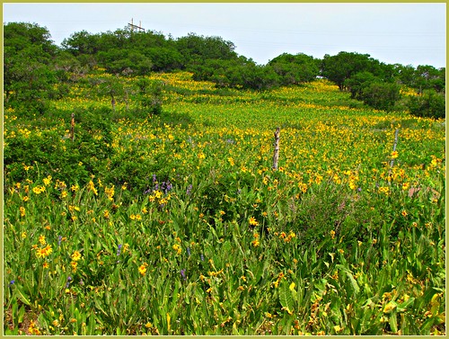 yellow rural colorado wildflowers montrosecolorado uncompahgreplateau