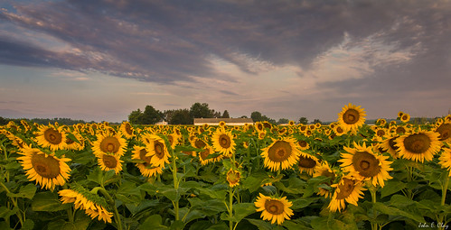 summer sunrise connecticut ct sunflower jclay