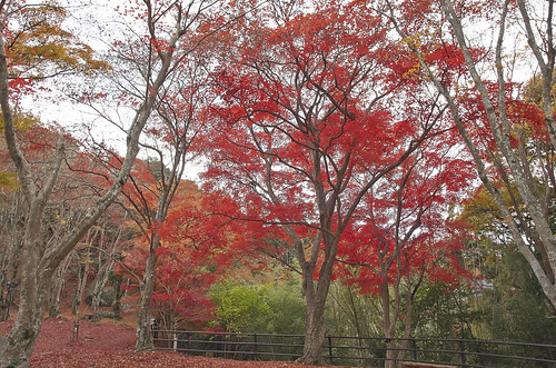 【写真】2013 紅葉 : 笠置山もみじ公園/2021-10-24/IMGP3621