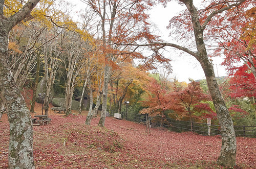 【写真】2013 紅葉 : 笠置山もみじ公園/2021-10-24/IMGP3617