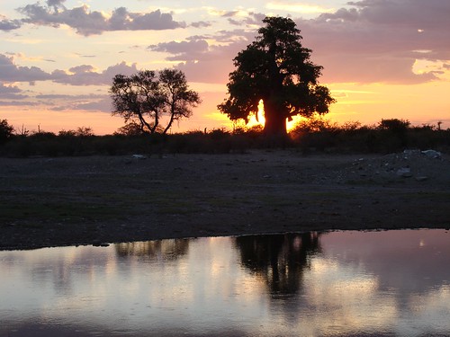 africa reflection tree botswana
