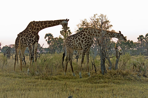botswana okavangodelta giraffacamelopardalisangolensis russellscottimages