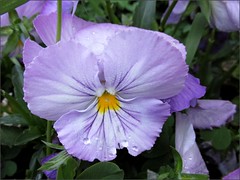 Purple pansy with raindrops