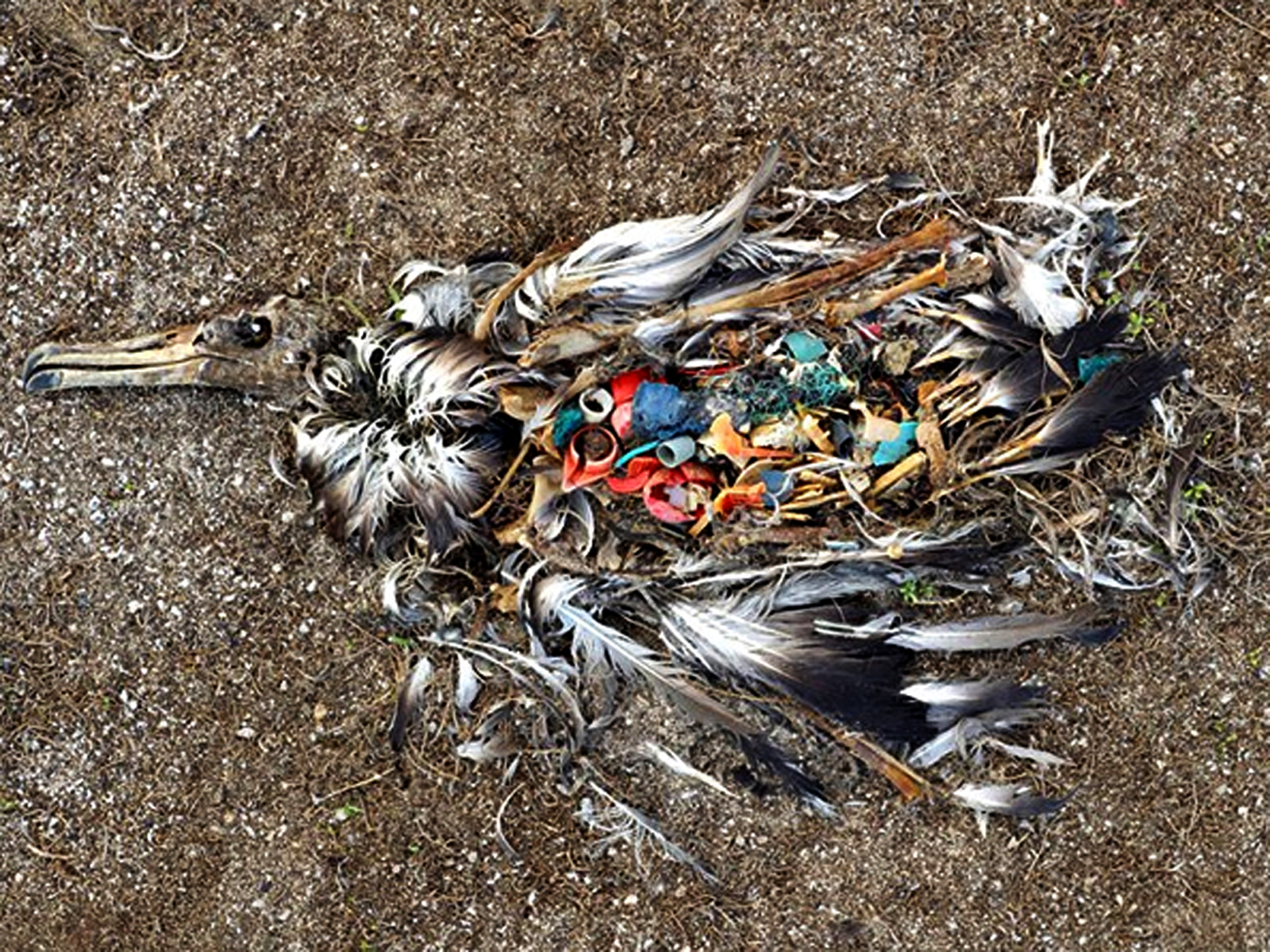 प्लास्टिक कचरे से संकट में पक्षी और जीव