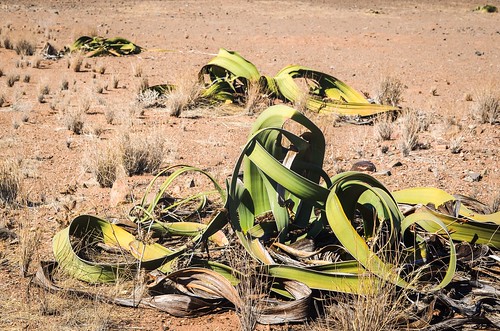 The surviving Welwitschia