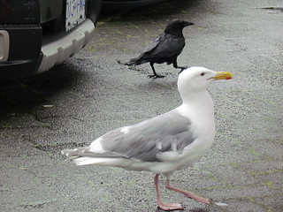 Crow and Seagull at Granville Markets