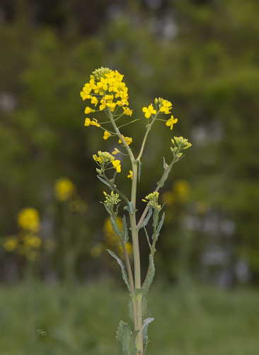 spring16 tennessee yellow plants dilleniidae mustardbrassicaceae capparales flickr springville unitedstates