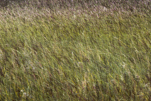 reed suomi finland multipleexposure willow tripleexposure multiexposure mustasaari björkö skrubu j13 korsholm pni pekkanikrus