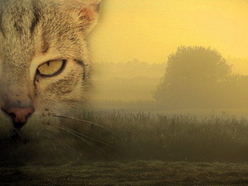 mist yellow cat landscape hss coverphoto