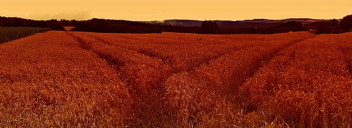 sunset sun home field germany way mood camino wheat grain spuren trace traces sonne longing weg trigo johndenver yearning sehnsucht abendstimmung getreide weizen anhelo takemehomecountryroads