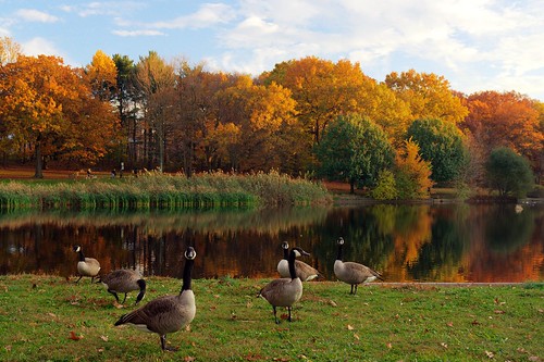 park autumn lake color tree fall nature animal geese duck newjersey day cloudy goose foliage summit briantpark