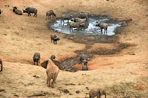 holiday elephant kenya lodge east safari elefant kenia ost tsavo tsavoeast voi kenyaholiday tsavoost voisafarilodge kenyaelephant keniaelefant keniareise