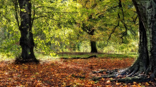 nottingham autumn trees brown sunlight black green nature leaves yellow grey omd em1 woodthorpepark 1240mm klythawk
