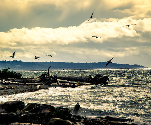 seagulls beach clouds mukilteobeach