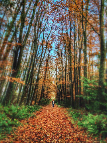 autumn trees fall leaves gold woods rust walk