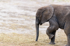 Baby Elephant Profile