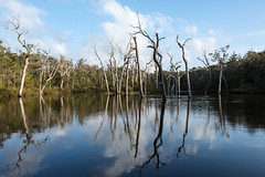 Dead Trees  reflecting in lake - Margaret River, WA.