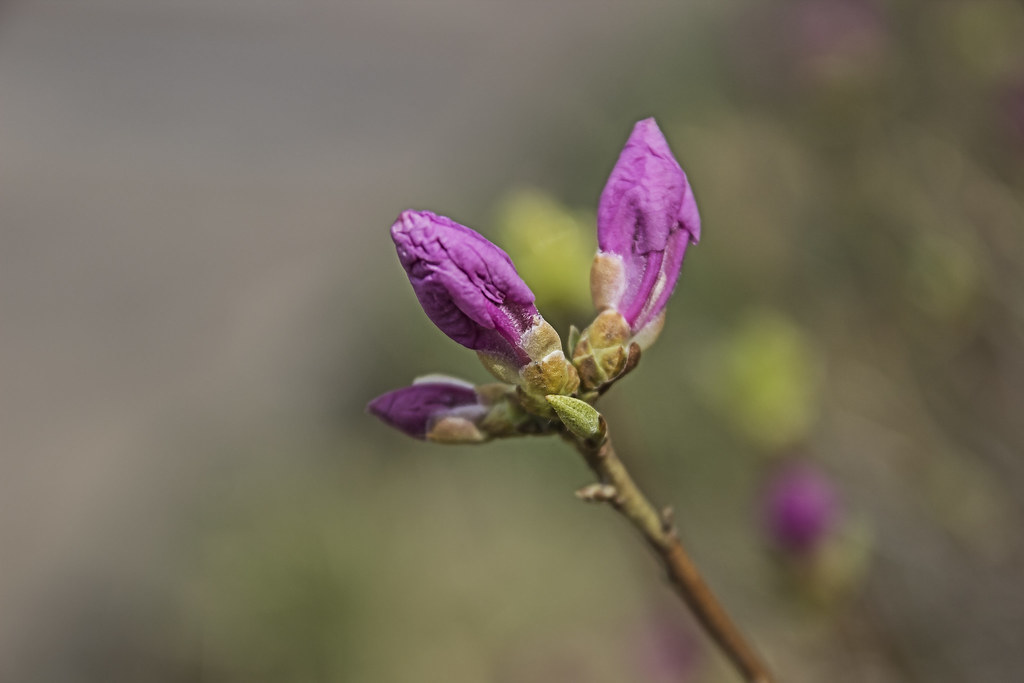 Azalea Bud