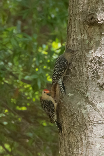 wild tree male nature outdoors woodpecker adult pair father climbing juvenile redbellied foraging
