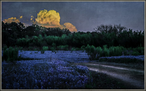 blue sunset clouds dark spring texas dusk tx wildflowers hillcountry bluebonnets marblefalls spicewood muleshoebendrecreationarea