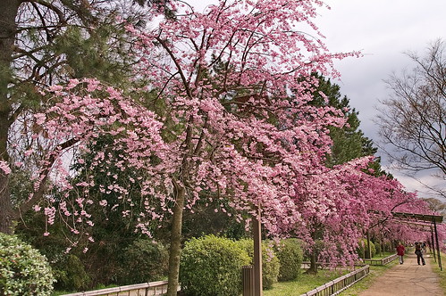 【写真】2013 桜 : 半木の道/2021-11-05/IMGP9485