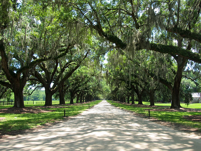 Avenue of Oaks at Boone Hall Plantation
