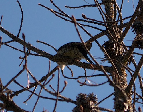 birds montana americanthreetoedwoodpecker powellcounty attw northforkblackfootriver