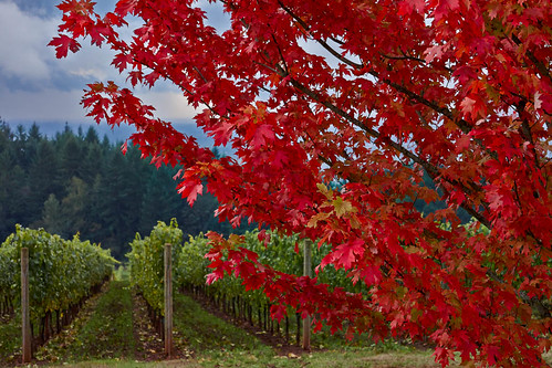 autumn color tree fall oregon landscape vineyard unitedstates wine country winery dayton yamhill willamettevalley domainserene