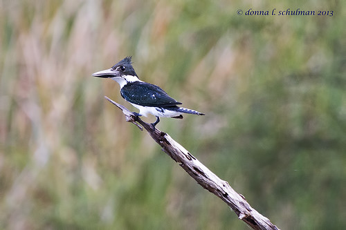 Texas: Amazon Kingfisher 2