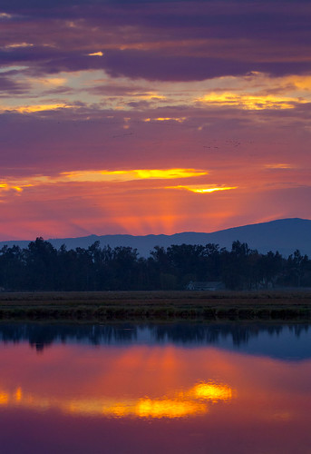california sunset northerncalifornia reflections rice fields flooded sacramentovalley