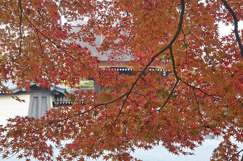 【写真】2013 紅葉 : 京都御苑/2019-12-20/IMGP4233