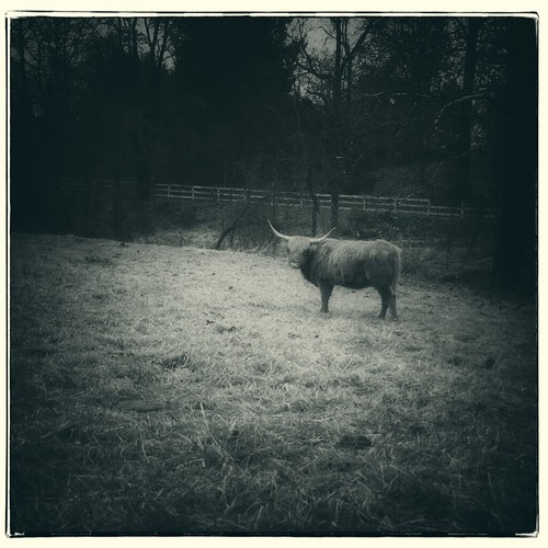 nature field animal square landscape cow alone critter pa oxford toned highlandcow ipad perfectbw iphoneography iphone5s appssnapseed