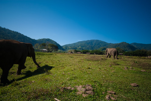 thailand chiangmai 2012 chiangdao elephantnaturepark