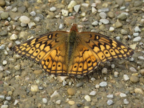 indiana lakemonroe butterfly variegatedfritillary euptoietaclaudia